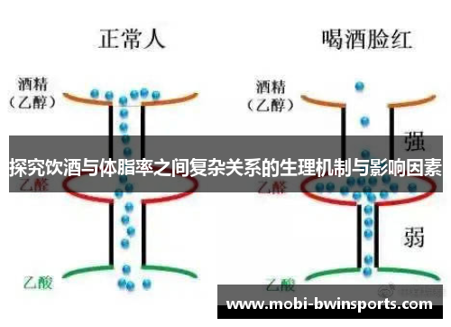 探究饮酒与体脂率之间复杂关系的生理机制与影响因素