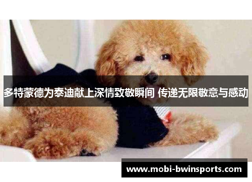 多特蒙德为泰迪献上深情致敬瞬间 传递无限敬意与感动